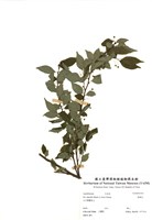 藏品(燈稱花)的圖片